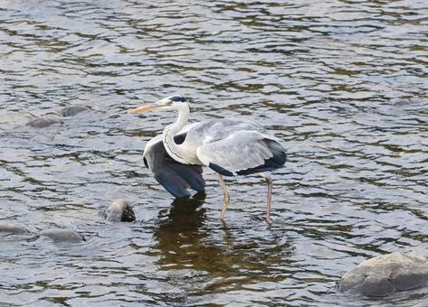 アオサギの写真