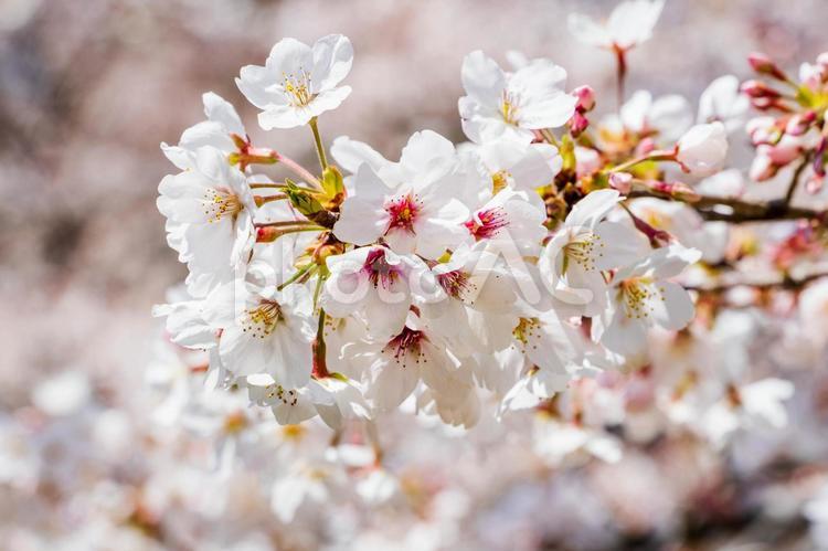 春の日差しの中で満開の桜 桜,さくら,サクラの写真素材