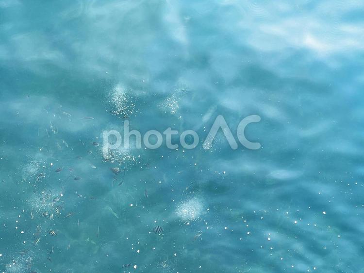 海釣りで餌に群がる小魚 海,魚,釣りの写真素材