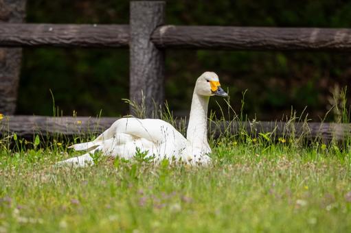 Photo, bird, swan, waterfowl, 