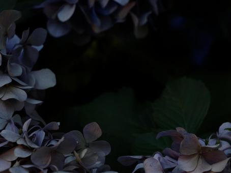 紫陽花 オリジナル版 4:3 紫陽花 オリジナル版 4:3 紫,薄紫,紫陽花の写真素材