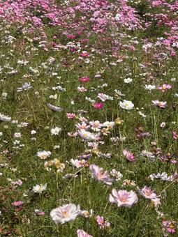 コスモス畑 コスモス,コスモス畑,お花畑の写真素材