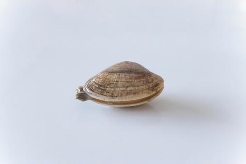 アサリ アサリ アサリ,貝,貝殻の写真素材