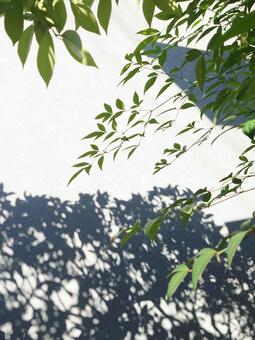 白い壁に映る木の影と緑の枝葉 木の影,シルエット,影の写真素材