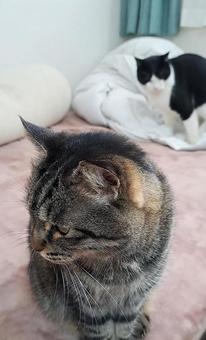 かわいい猫 かわいい猫の写真