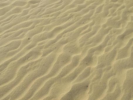 鳥取砂丘の風紋 鳥取砂丘の風紋 鳥取砂丘,馬の背,風紋の写真素材