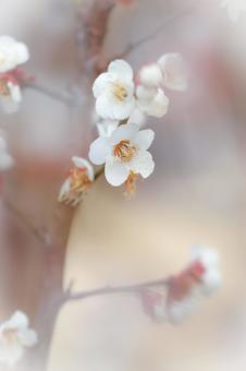 桜の花 桜の花の写真