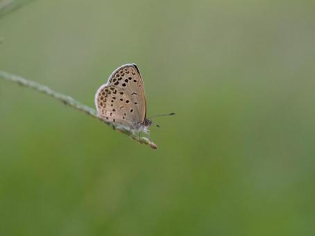 草にとまるチョウ ヤマトシジミ 草にとまるチョウ ヤマトシジミ 蝶,ヤマトシジミ,大和蜆蝶の写真素材