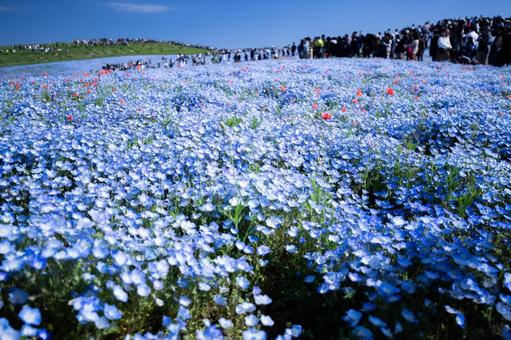 ネモフィラの丘１ ネモフィラ,花,春の写真素材