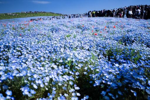 ネモフィラの丘１ ネモフィラ,花,春の写真素材