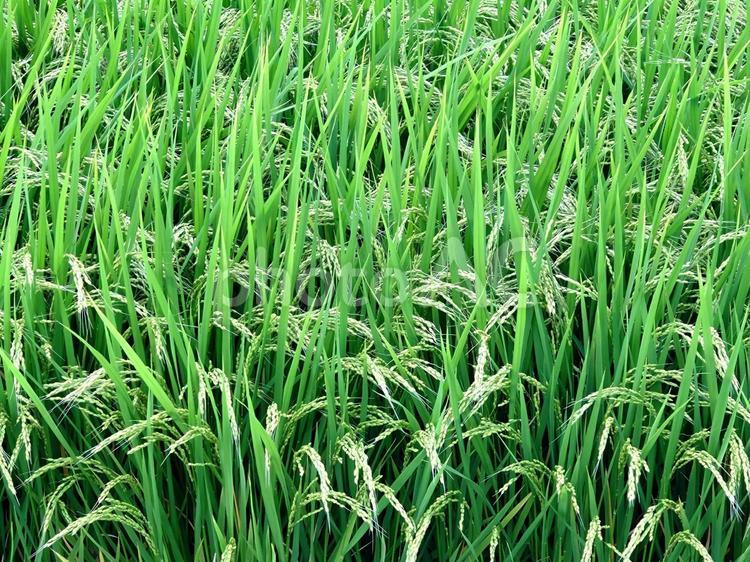 収穫前の稲穂(岐阜) 1 稲,米,稲穂の写真素材