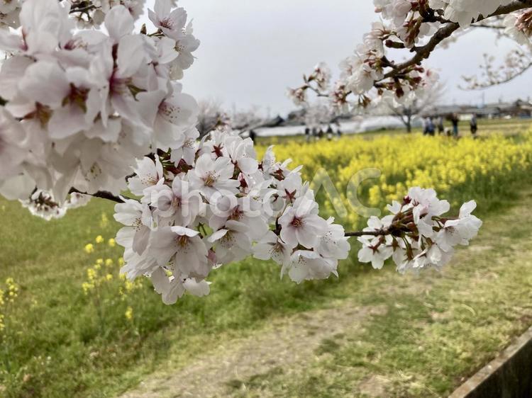 サクラ 桜,桜の花,春の写真素材