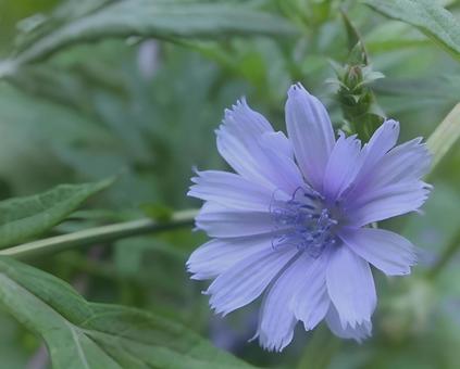 Photo, chicory, early summer, edible, 