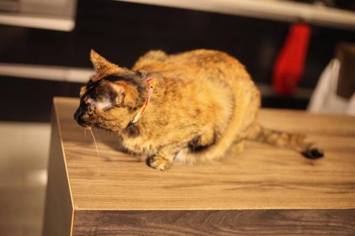 カウンターにのる猫 猫,ネコ,ねこの写真素材