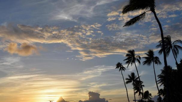 風に揺れるヤシの木とハワイの夕景 ハワイ,サンセット,夕日の写真素材