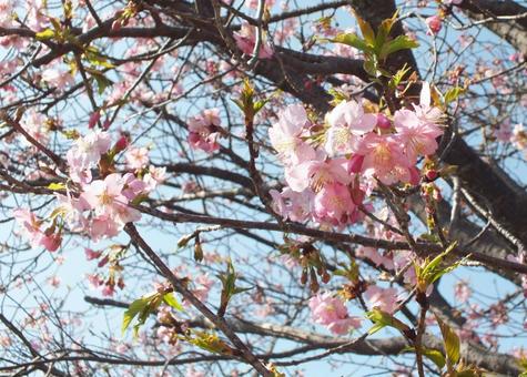 河津桜の咲き始め 河津桜の咲き始めの写真