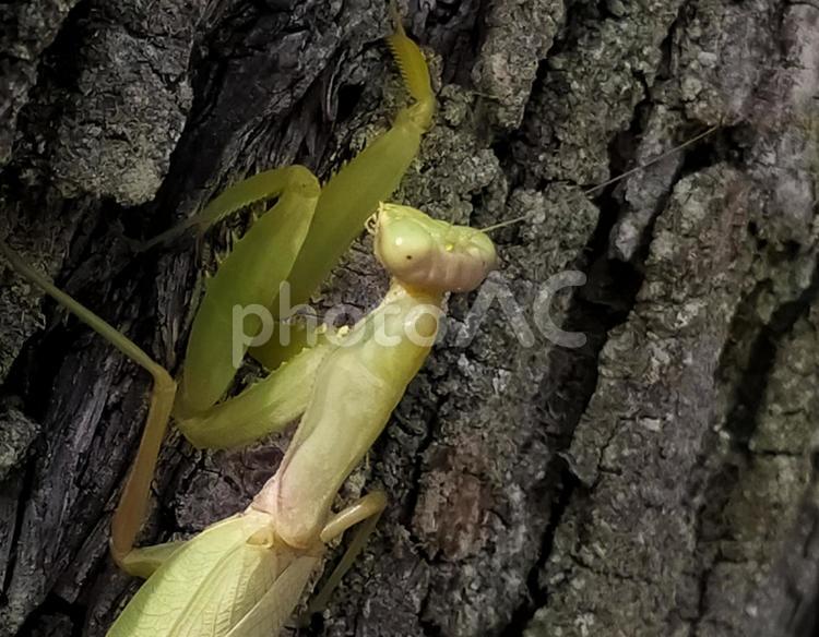 カメラ目線のカマキリ　アップ カメラ目線,カマキリ,かまきりの写真素材