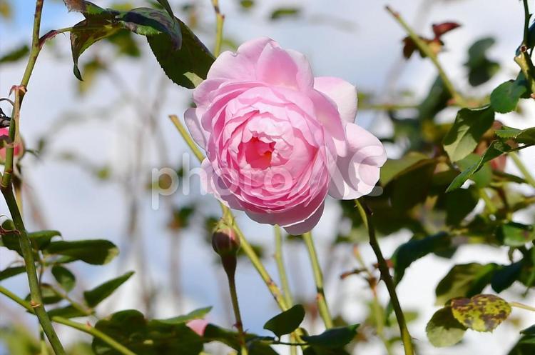 薔薇　セプタードアイル 薔薇,セプタードアイル,ピンクの写真素材