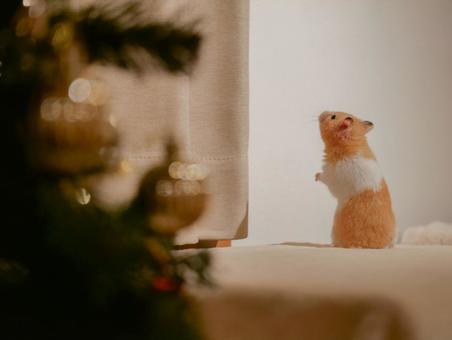 ハムスターのクリスマス クリスマス,メリークリスマス,12月の写真素材