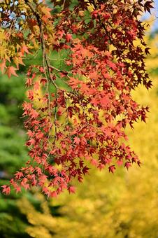 五福公園の紅葉 紅葉,秋,風景の写真素材