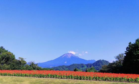 花の丘のサルビアと大山/とっとり花回廊 花の丘のサルビアと大山/とっとり花回廊 鳥取大山,花の丘,とっとり花回廊の写真素材