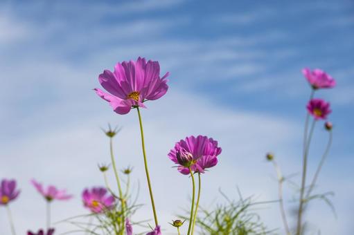コスモスA コスモス,ピンク,青空の写真素材