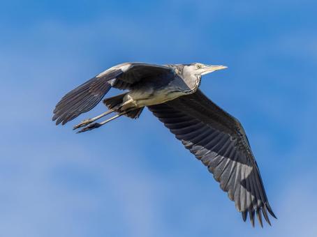 空を飛ぶアオサギ サギ,アオサギ,野鳥の写真素材
