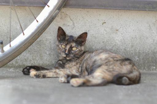 Rust-patterned kitten looking at you, JPG