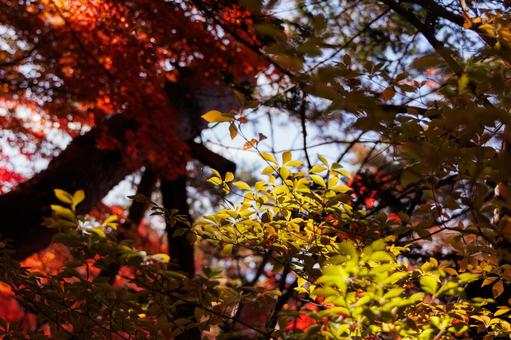 色とりどりの紅葉 色とりどりの紅葉の写真