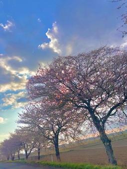桜並木 桜並木の写真
