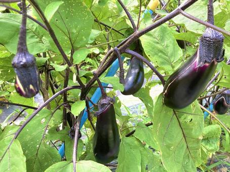 Photo, eggplant, vegetables, organic, 