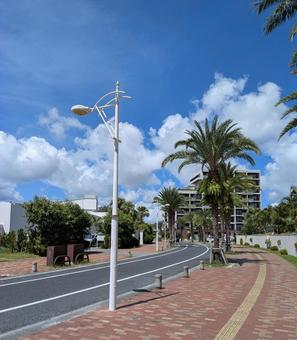風景　歩道　景色 ナツメヤシ,植物,木の写真素材