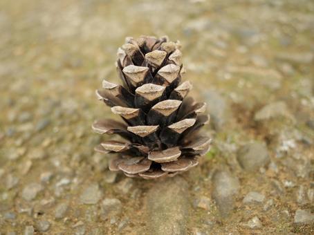 松ぼっくり　アップの写真