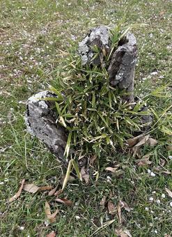 木の株 木の株 木,かぶ,みどりの写真素材