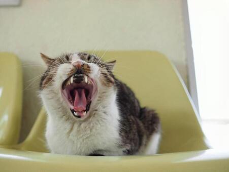 猫島にて 猫島にての写真