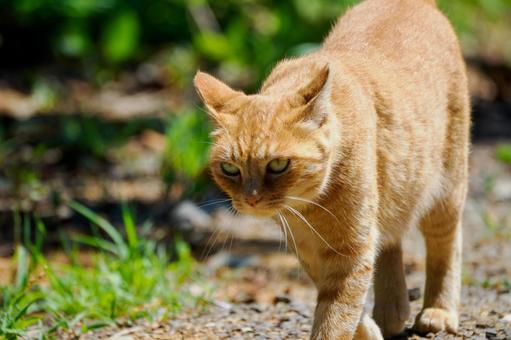 猫(172) 猫(172)の写真