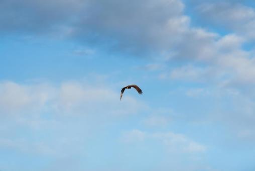上空から下を見下ろすトビ 上空から下を見下ろすトビ トビ,猛禽類,野鳥の写真素材