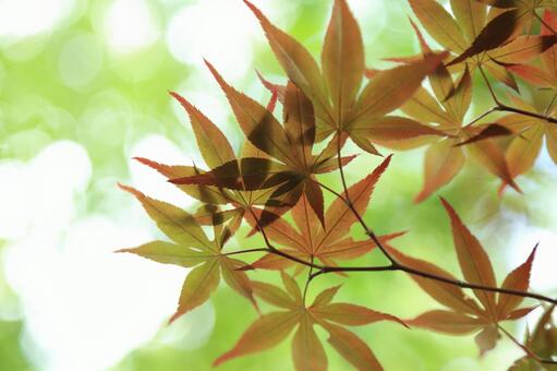 もみじ もみじの写真