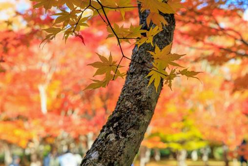 紅葉 紅葉,もみじ,秋の写真素材