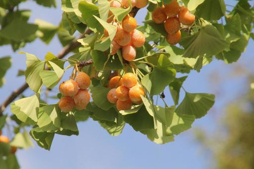 Ginkgo nuts, JPG