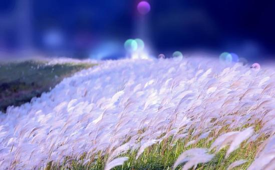 秋風に揺れるふわふわのススキの穂 ススキ,ススキの穂,秋風の写真素材