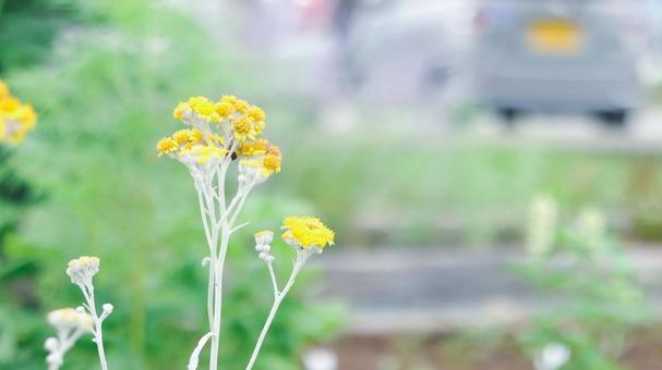 夏の庭に咲く黄色い小さな花 夏の庭に咲く黄色い小さな花 黄色い花,小花,夏の写真素材