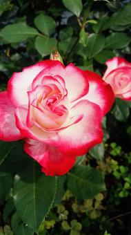 薔薇 2 薔薇 2の写真