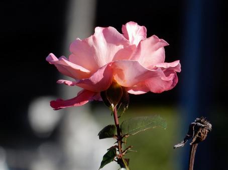 【薔薇の写真】バラの花 バラ,薔薇,植物の写真素材
