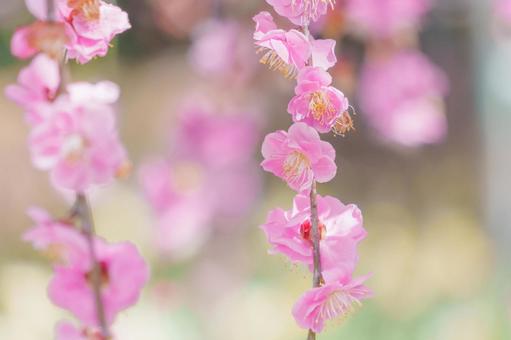 ピンクのしだれ梅 ピンクのしだれ梅 梅,ピンク,花の写真素材