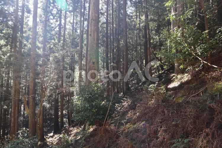 杉の森林 木,木々,暗いの写真素材