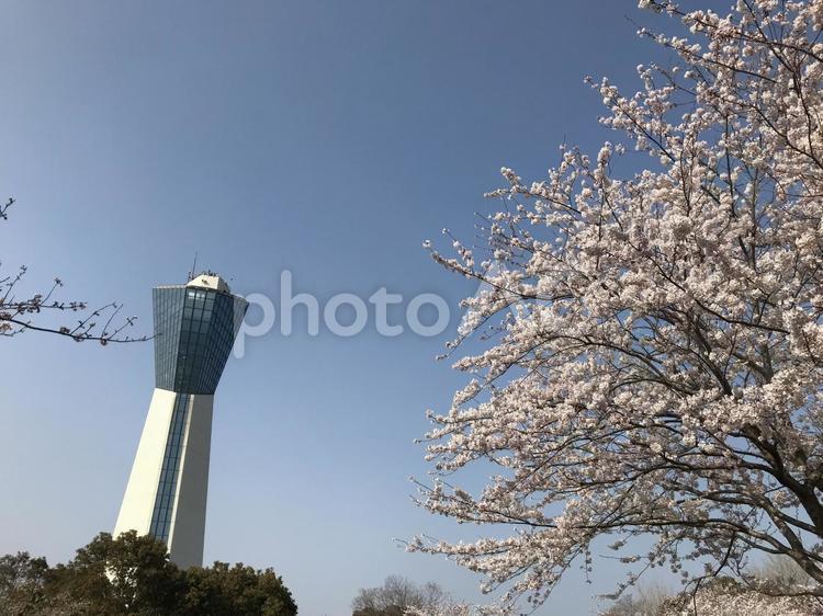 マリンタワーと桜 桜,さくら,サクラの写真素材