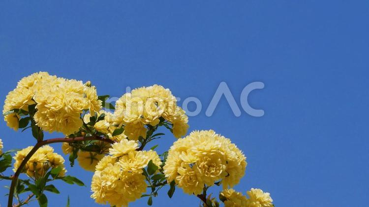 あふれんばかりに咲いたモッコウバラ モッコウバラ,バラ,黄色の写真素材