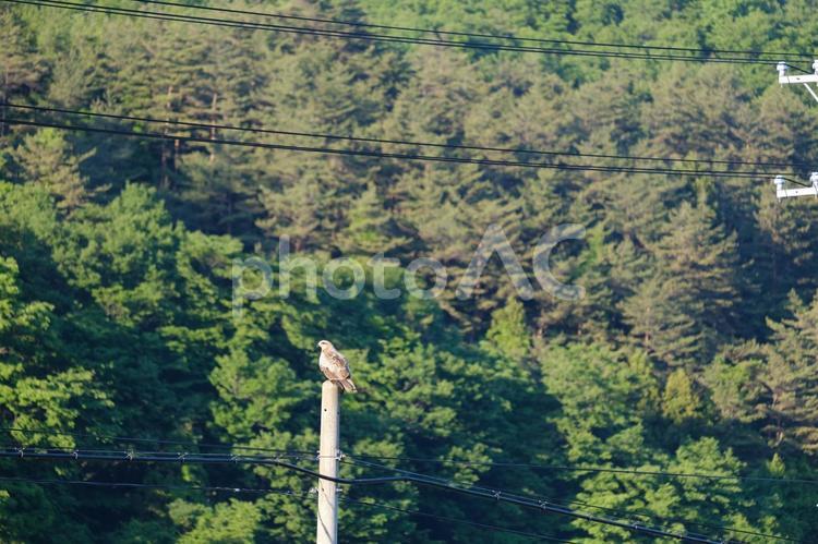 エサを探すトンビ　春の田んぼの上空 トンビ,鳶,餌の写真素材