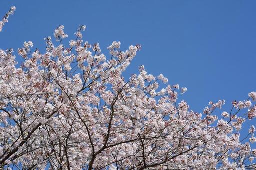 満開の桜と青空 桜,サクラ,花の写真素材